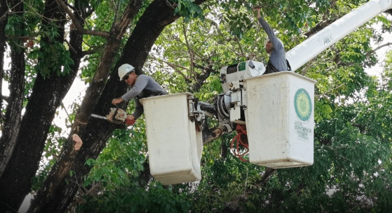 Corpoelec realiza control de vegetación en redes eléctricas de Aragua