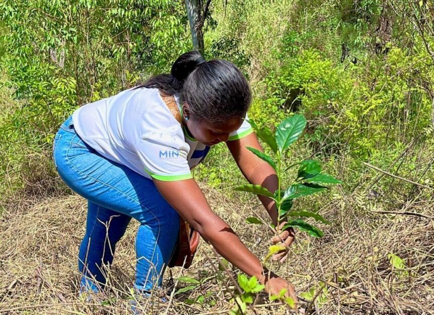 Comunidades indígenas y Gobierno Nacional impulsan plan de reforestación en la Gran Sabana