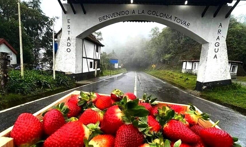 La Colonia Tovar celebrará primer Festival de la fresa