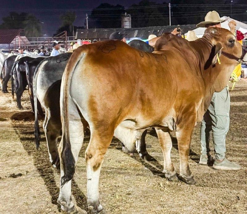 Inauguran 2da Expoferia con 50 ejemplares de alta producción en Apure