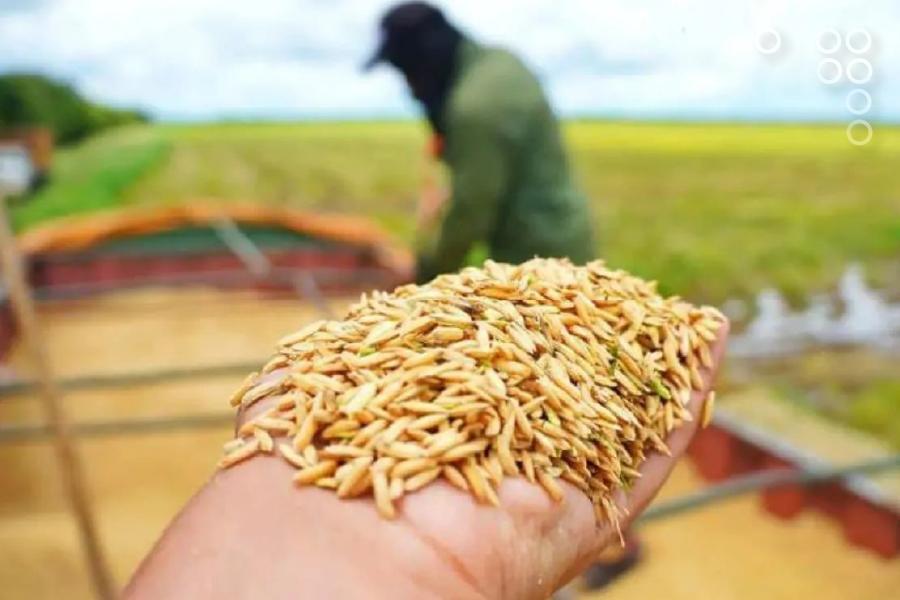 Viceministro Saúl Osío: «Economía comunal proyecta producir 21 millones de kilos de arroz»