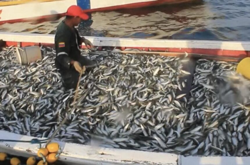 Ministerio de Pesca establece nuevo protocolo para la temporada de sardina 2026