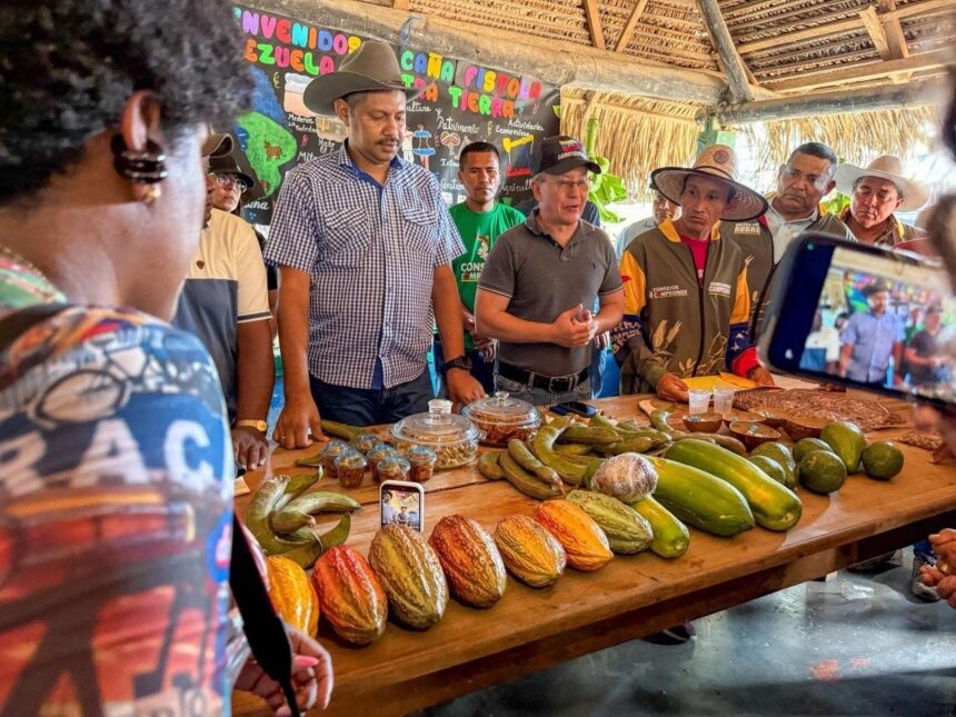 Apure se consolida como potencia cacaotera