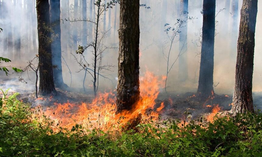 Científicos rusos desarrollan programa con IA para predecir incendios forestales
