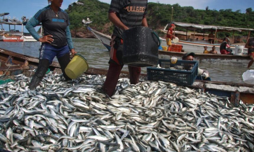 Ministerio de Pesca anuncia nuevo protocolo para la temporada de sardina 2026