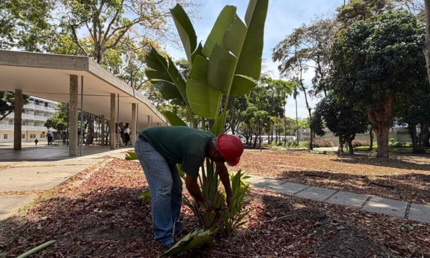 Recuperan áreas verdes de la UCV para preservar el paisajismo original