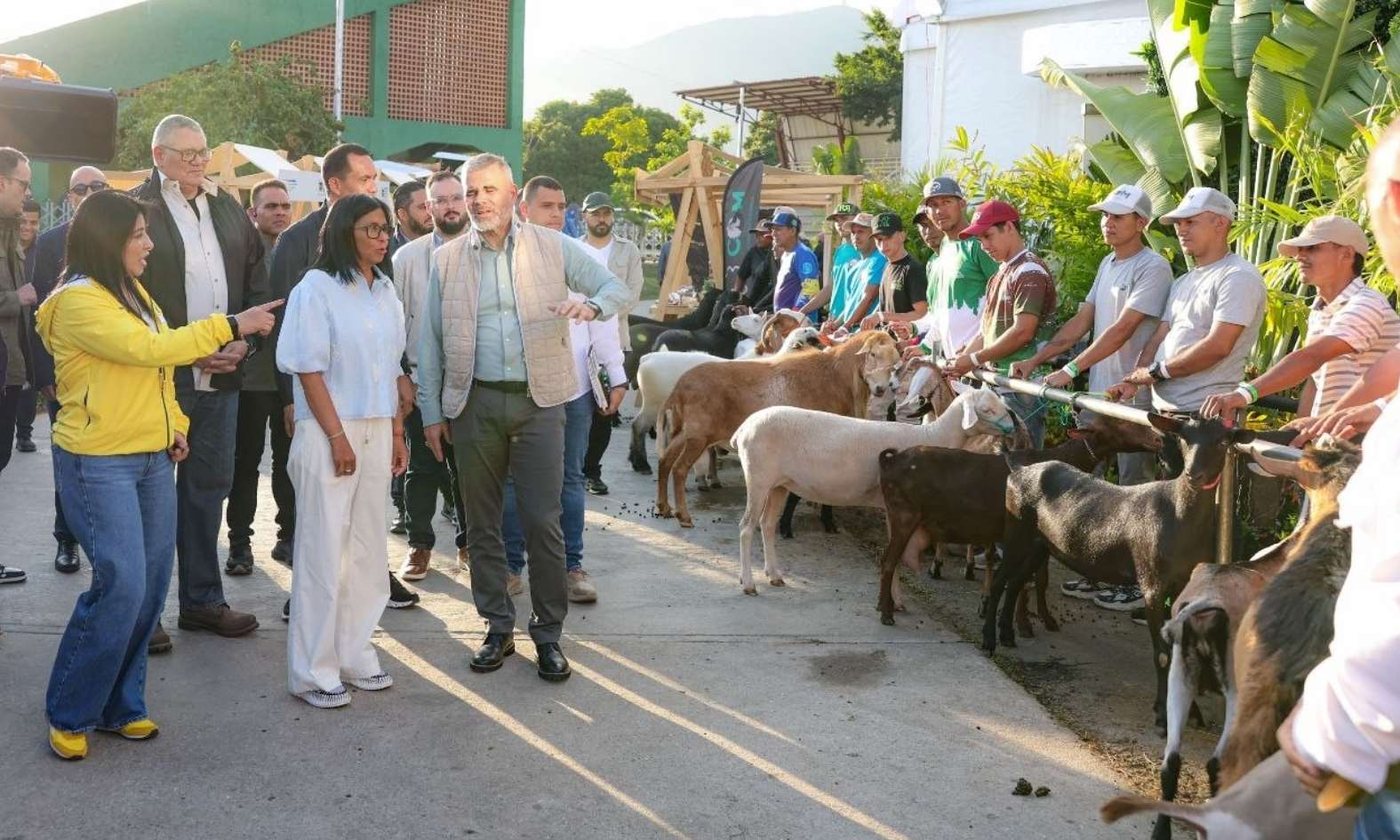 Liderazgo continental: Venezuela se afianza como potencia ganadera gracias a su rebaño bufalino