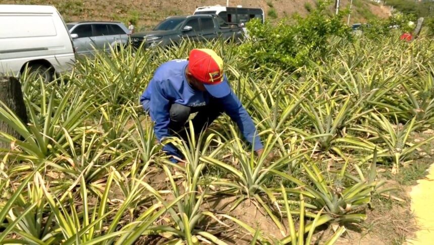 Cultivan piñas y limones en huertos urbanos de La Guaira