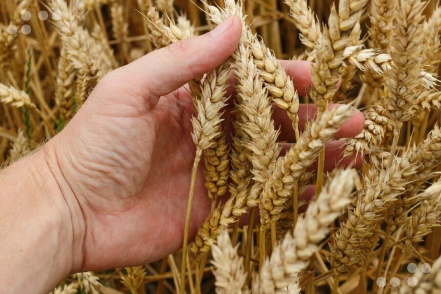 Gobierno Nacional y Cavidea consolidan diálogo directo para expandir la producción de cereales y rubros esenciales