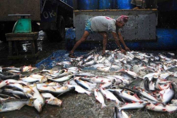 América Latina y el Caribe logran récord en exportaciones pesqueras y acuícolas