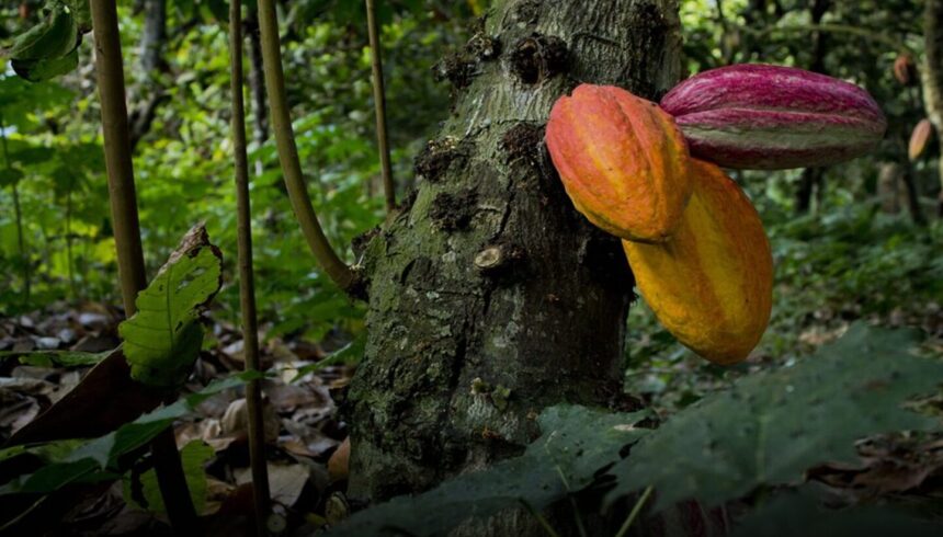 Asociación de Productores de Cacao presenta propuesta para elevar producción