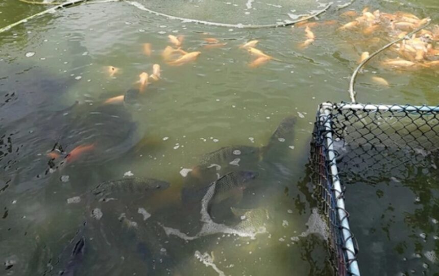 Granja Piscícola Pizper produce dos toneladas de pescado al año