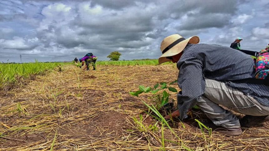Reforestan zonas de Maturín y Caripe con la siembra de 4.000 árboles