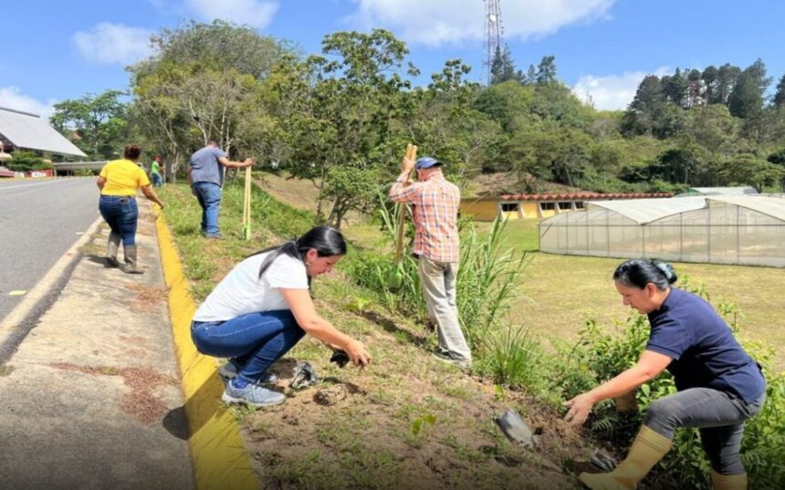 Impulsan siembra de café en sede del Instituto de Estudios Avanzados en Baruta