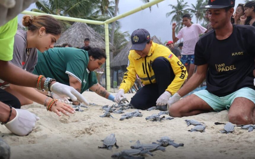 Nacen 49 ejemplares de tortuga cardón en el estado Carabobo