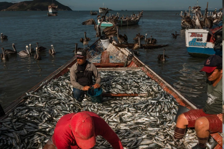 Pesca y acuicultura crecieron un 15 % en primer cuatrimestre de 2026