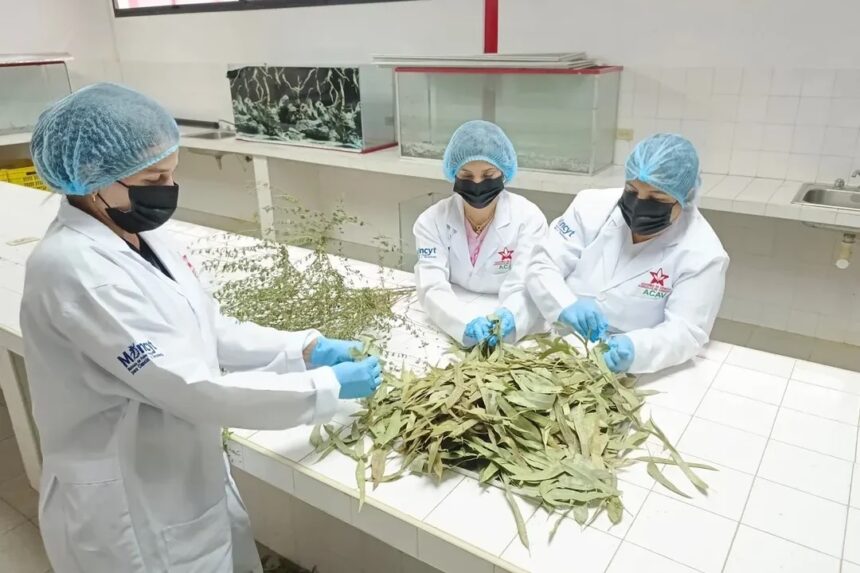 Científicas venezolanas impulsan producción de aceites esenciales con aplicaciones agrícolas y fitoterapéuticas
