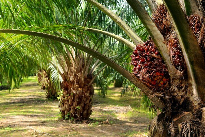 Presentan ante la AN anteproyecto de Ley de la Palma Aceitera