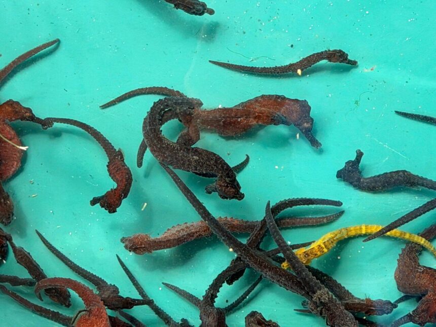 Liberaron 1.000 caballitos de mar en ensenada de la bahía de Mochima