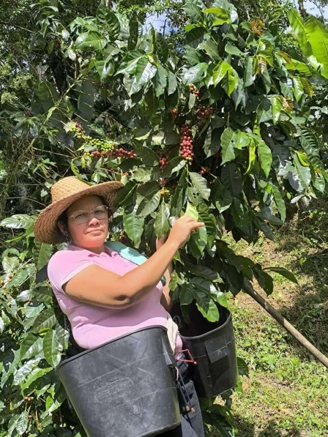 Ley de Café: Productores de Yaracuy celebran aprobación unánime y simplificación de trámites