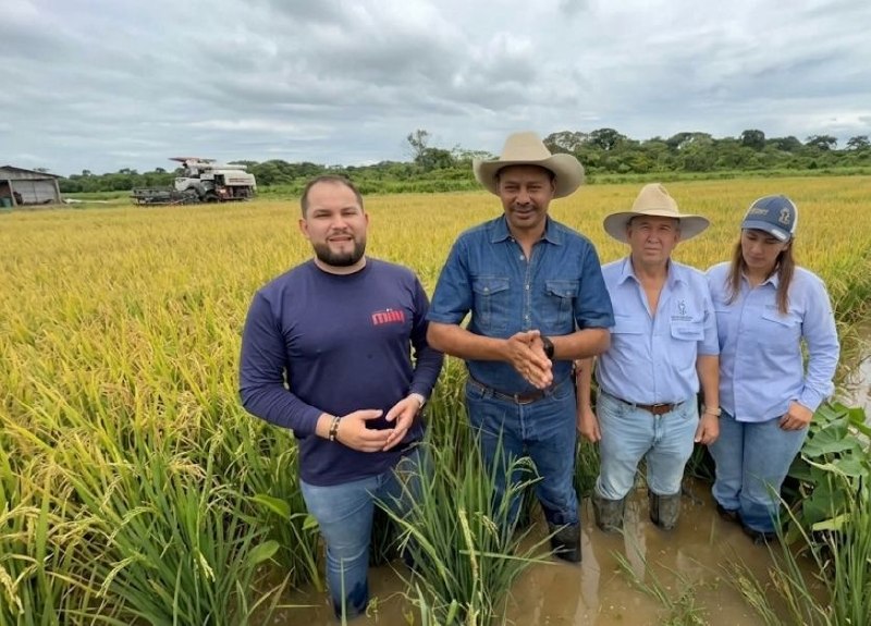 Inédita cosecha de arroz en época de invierno impulsa la Economía Agrícola de Apure