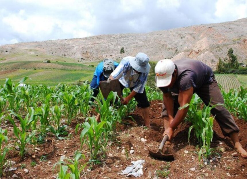 Despachan más de 150 mil toneladas de urea para garantizar siembra del ciclo invierno
