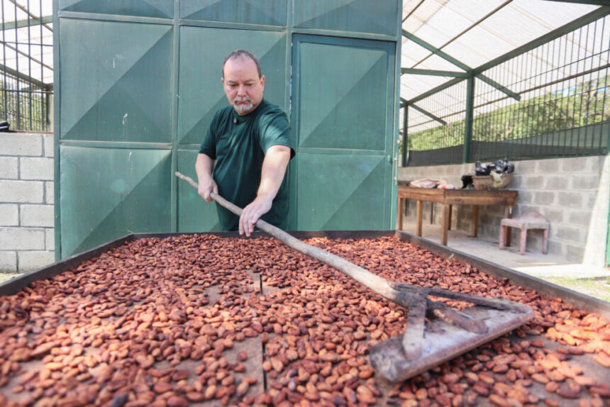 Centro Nacional de Investigación impulsa modelo integral para fortalecer la cadena de valor del cacao