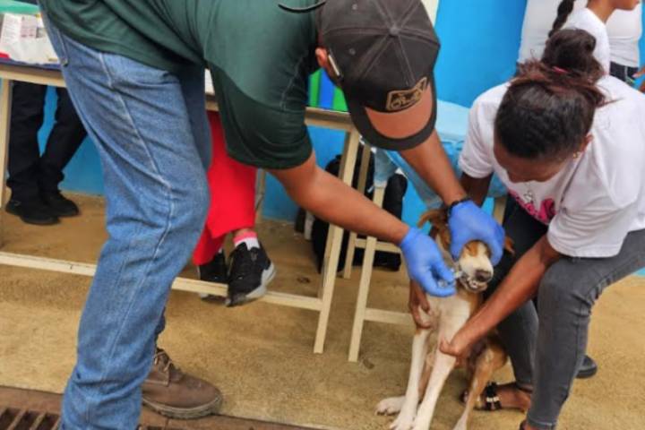 Jornada de atención veterinaria favorece a más de 50 mascotas en el municipio Acosta