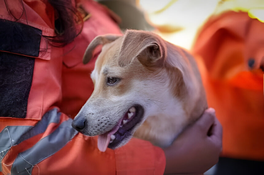 Más de 650 perros y gatos rescatados en La Guaira están listos para ser adoptados