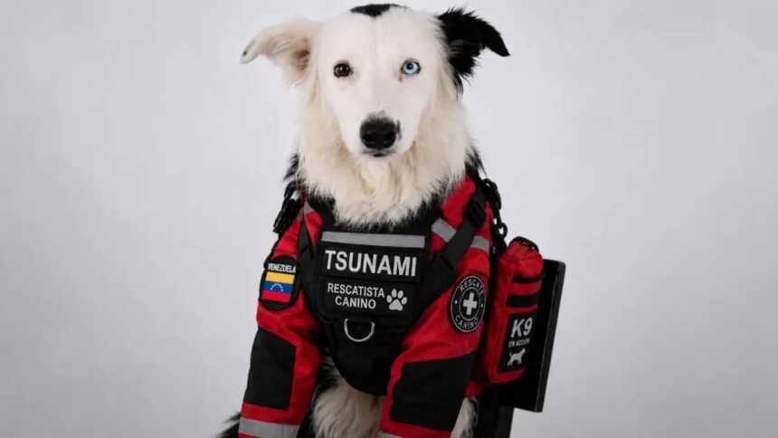 Presidenta (E) Delcy Rodríguez destaca a perro rescatista «Tsunami» como símbolo de esperanza tras los sismos