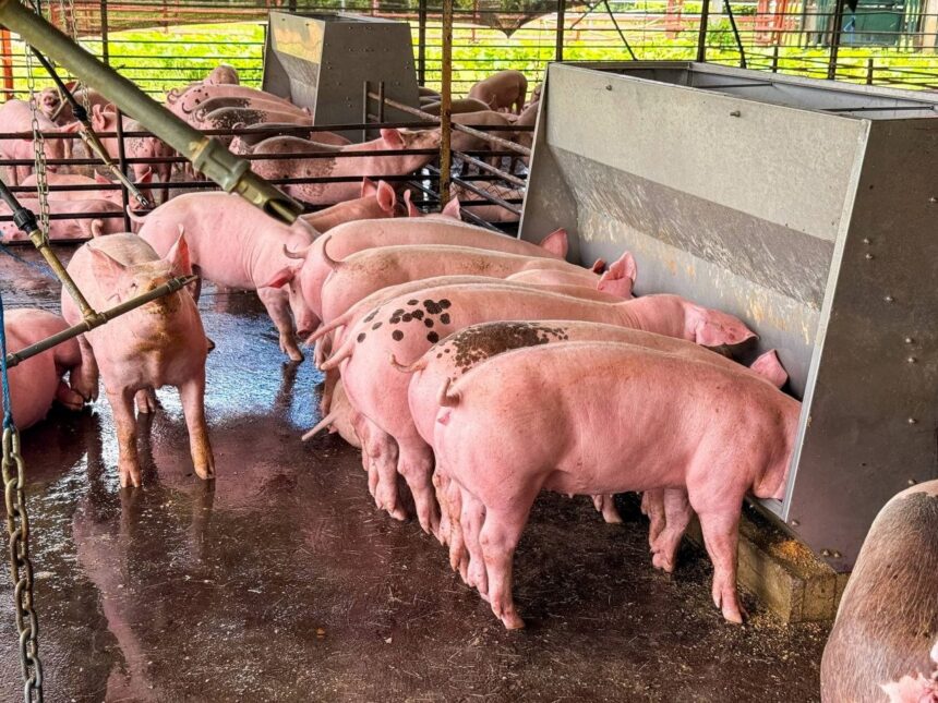 Inspeccionan granja porcina para evaluar avance de plan piloto de economía comunal en Apure