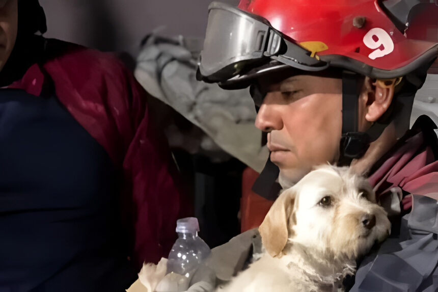 Granja Los Corales es el refugio de la esperanza para 449 animales en La Guaira