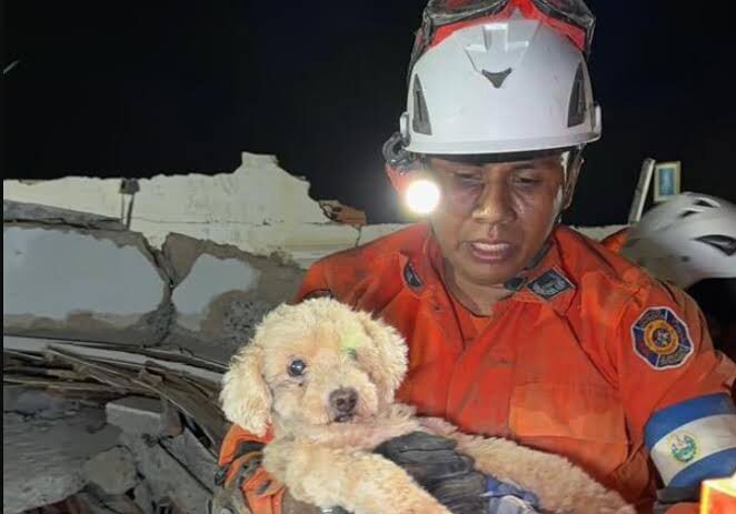 Misión Nevado resguarda 449 mascotas sobrevivientes del terremoto en granja de Los Corales