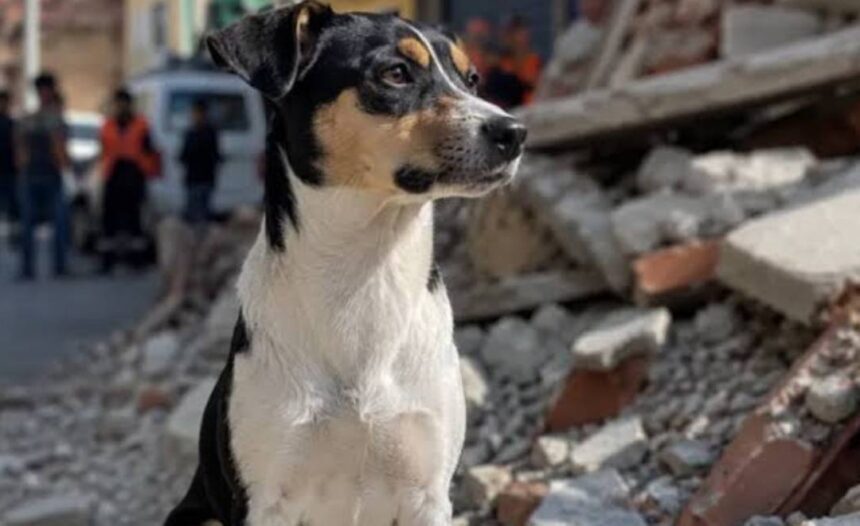 Misión Nevado llama a compartir fotografías de mascotas rescatadas para ubicar a sus dueños
