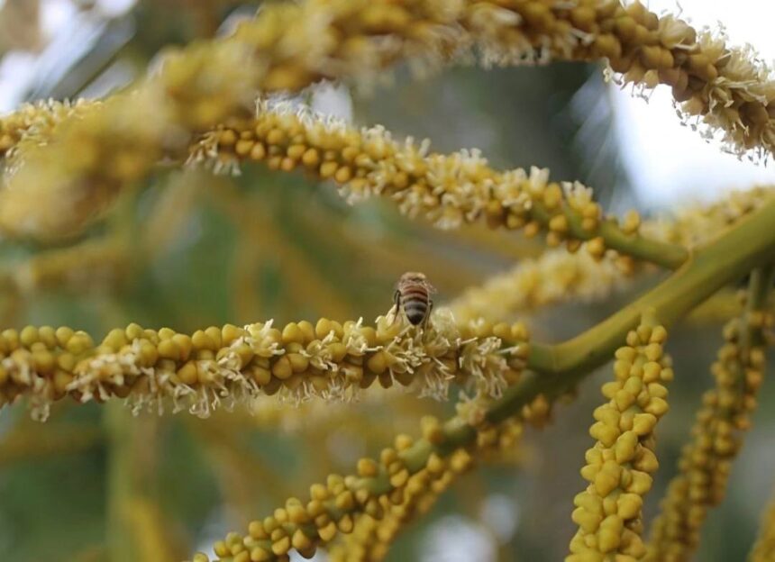 ACAV impulsó investigación sobre flora apícola en Barinas