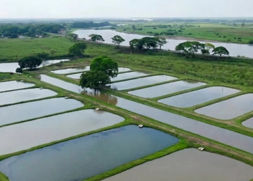 Gobierno de Apure inicia evaluación de peces de engorde para garantizar calidad al consumidor