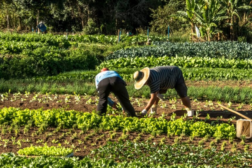 Redefinición del esquema comercial busca ofrecer seguridad jurídica a las inversiones agrícolas