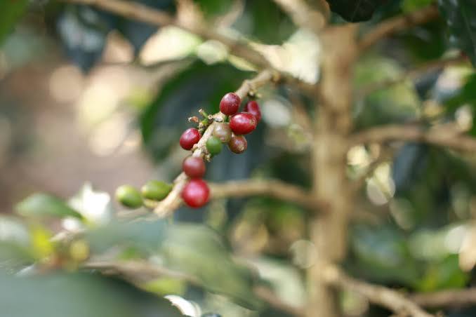 Mincyt e IVIC impulsan biotecnología social para producción de café, coco y cacao
