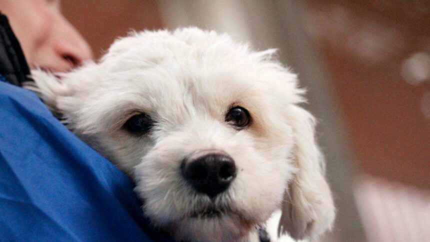 Misión Nevado promueve adopción responsable de mascotas sobrevivientes del sismo