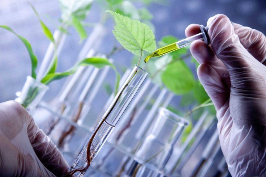 IVIC multiplica plantas en gel nutriente con biotecnología in vitro