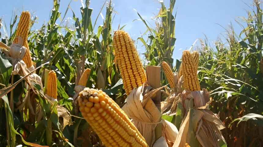 Comunidad Kariña Las Bombitas inicia temporada de cosecha de maíz tierno y arroz en el estado Bolívar