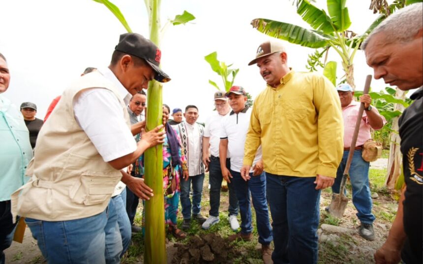 Reactivan Centro Internacional del Plátano para reimpulsar la producción en el Sur del Lago