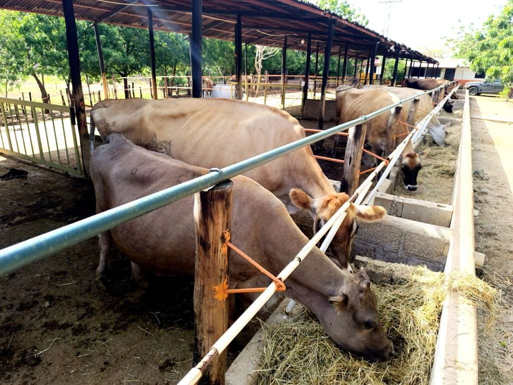 Inicia Plan Nacional de Caracterización del Rebaño Bovino 2026 en el estado Nueva Esparta