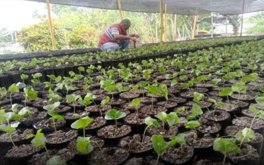 Semillas Andinas dispondrá 15.000 cafetos de alta calidad para plantaciones de Mérida