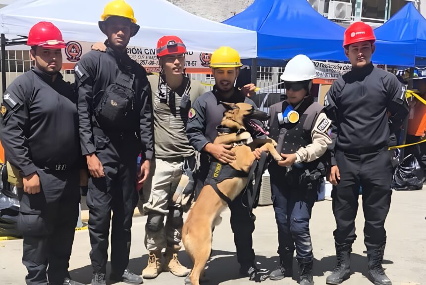 Senamecf abre convocatoria para curso de operadores caninos forenses