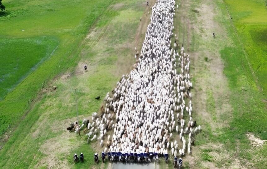 Arreo de 6.000 mautes en Apure asegura proteína al pueblo y apoyo a pequeños productores