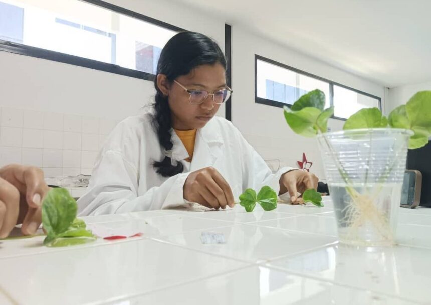 Científicos venezolanos desarrollan técnica de injerto en café para fortalecer la soberanía agroalimentaria