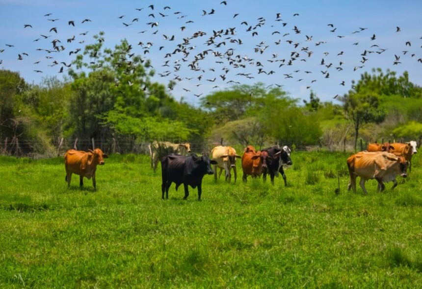 Arrancó Plan Nacional de Caracterización del Rebaño Bovino 2026 en el estado Zulia
