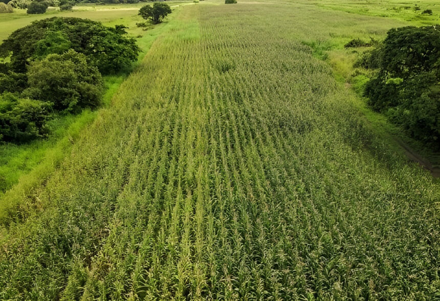 Inspeccionan desarrollo de 70 hectáreas de maíz amarillo «La Apureña» en Achaguas