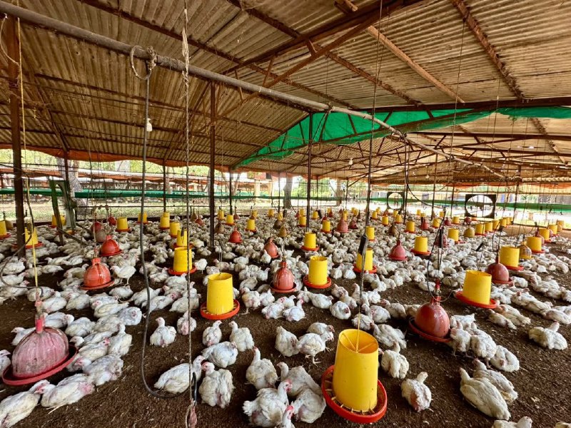 Zulia consolida su liderazgo avícola con la producción de 1.200.000 kilos semanales de carne de pollo